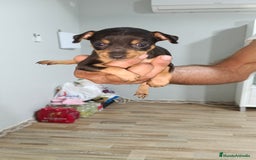 Ratón de Praga perros en venta: Ratón de praga  - Imagen 1