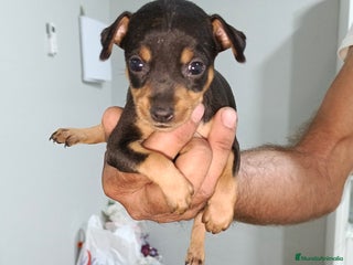 Ratón de Praga perros - Anuncio 4