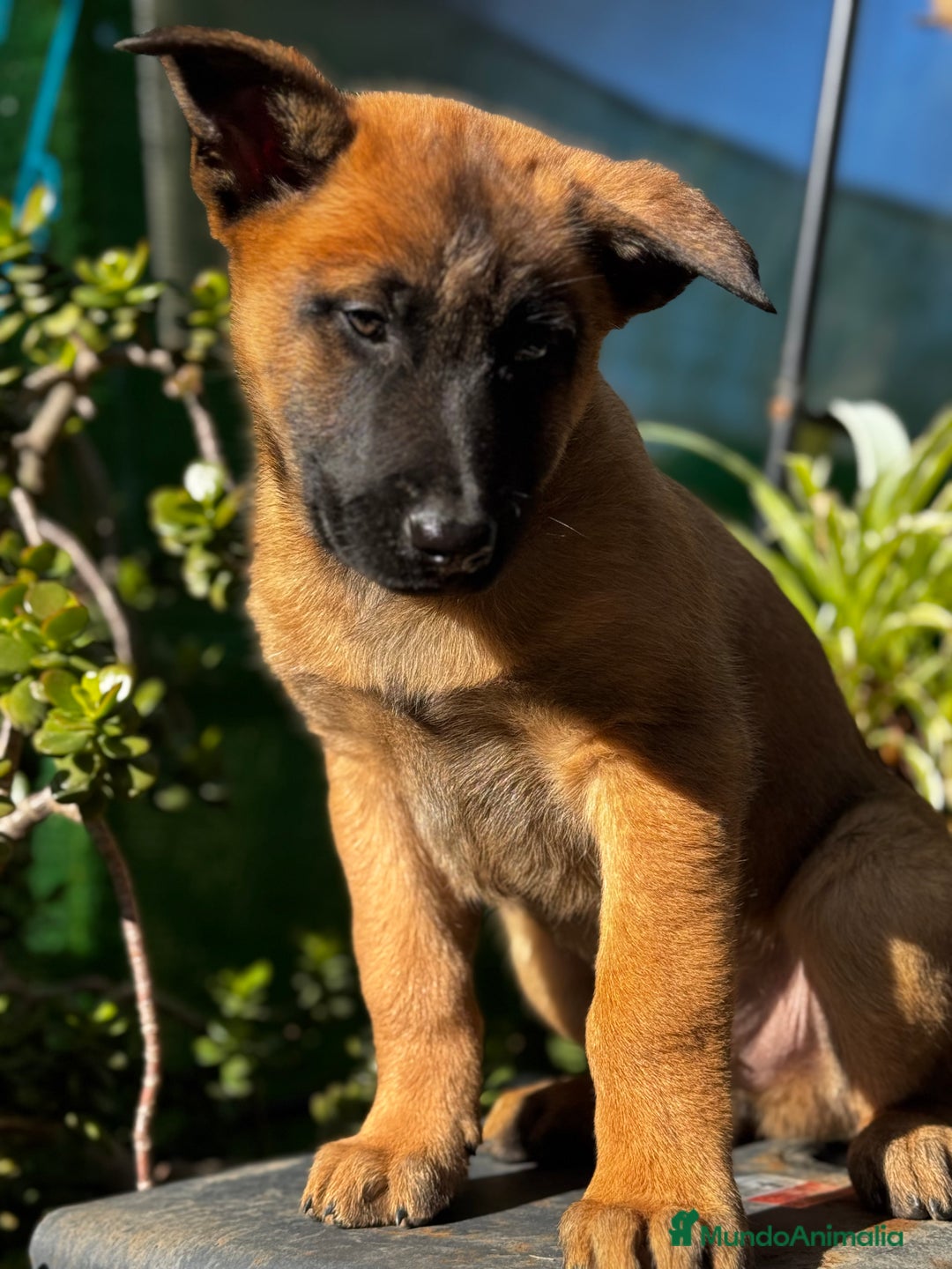 Pastor Belga Malinois perros en venta: Pastor Belga Malinois - Anuncio 14