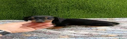 Teckel Miniatura perros en venta: Teckel kaninchen de todos los colores  - Anuncio 1