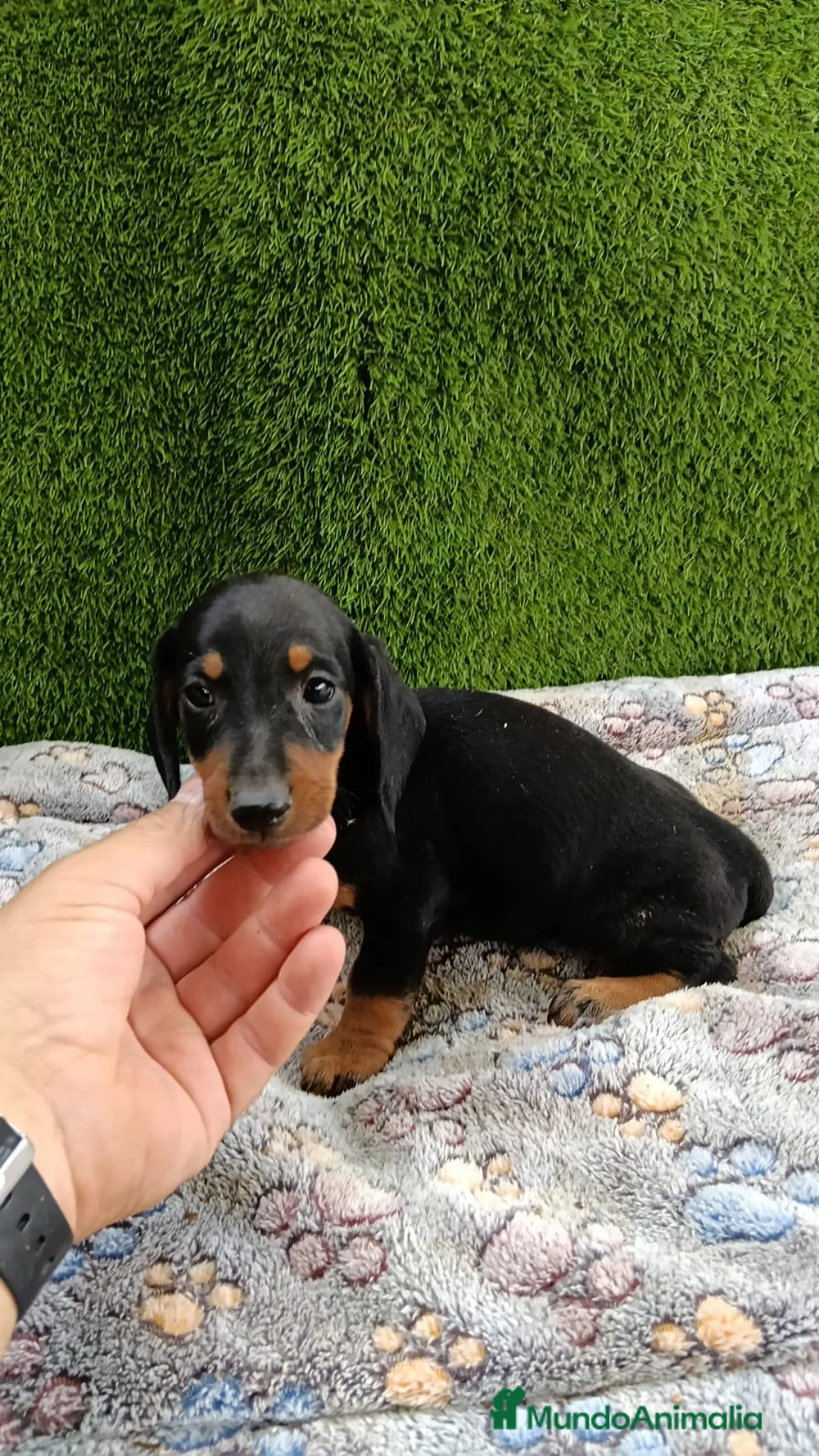 Teckel Miniatura perros en venta: Teckel kaninchen de todos los colores  - Anuncio 1