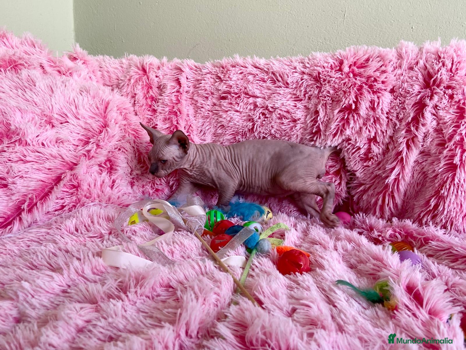 Sphynx gatos CACHORRO GATO SPHYNX MACHO - Anuncio 1