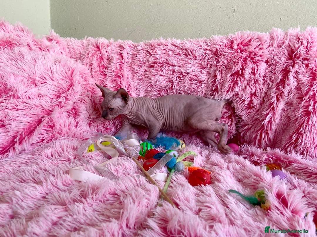 Sphynx gatos en venta: CACHORRO GATO SPHYNX MACHO - Anuncio 1