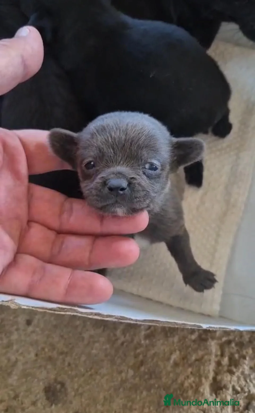 Chihuahua perros en venta: Chihuahua - Anuncio 2