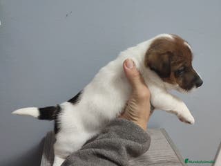 Jack Russell Terrier perros Jack Russell - Anuncio 34