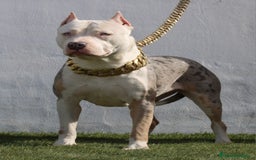 American Pit Bull Terrier perros en venta: American pitbull terrier mejor criadero de España  - Imagen 3