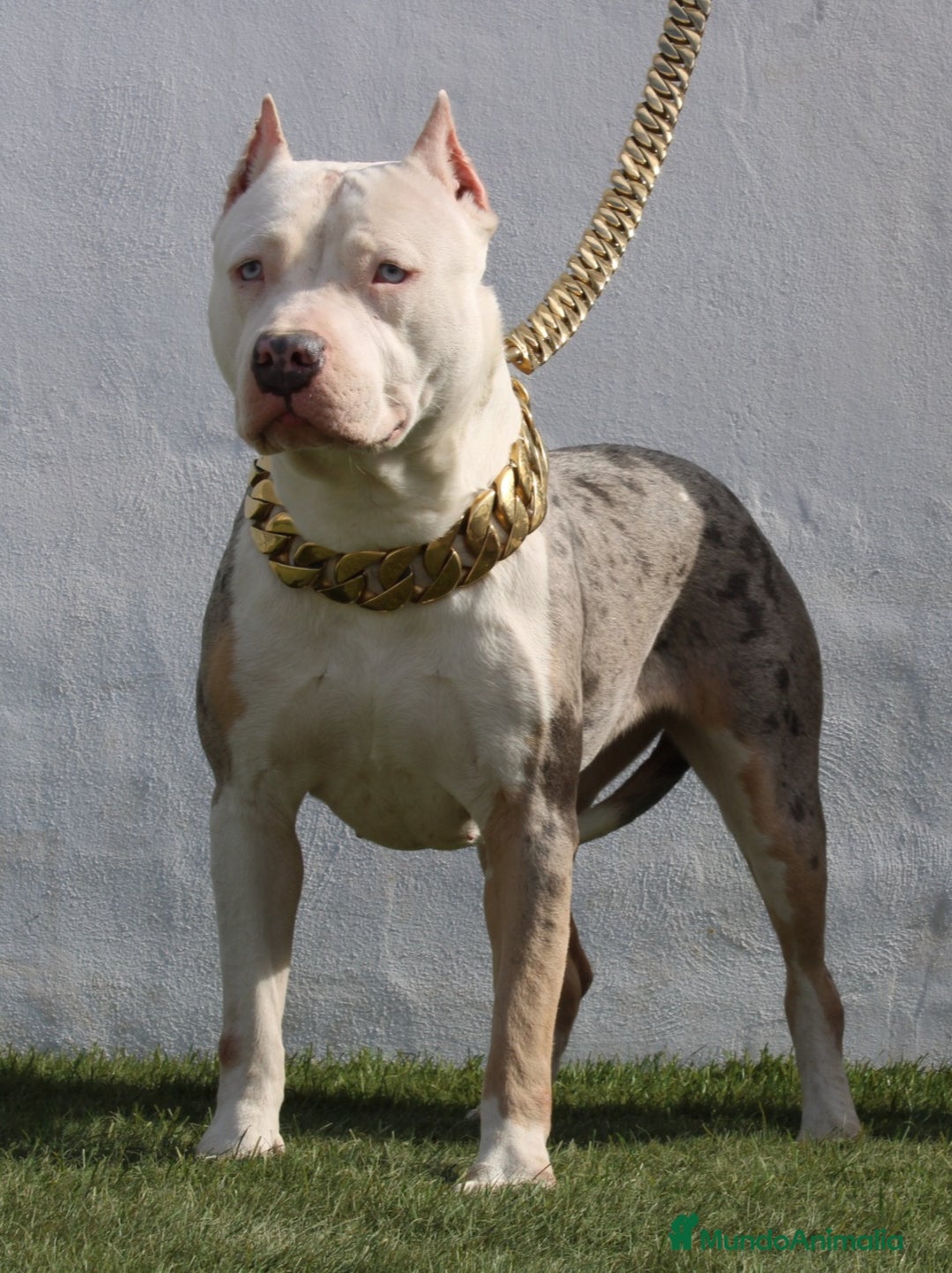 American Pit Bull Terrier perros en venta: American pitbull terrier mejor criadero de España  - Imagen 3