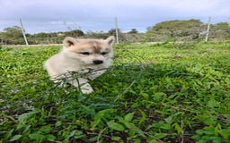 Husky Siberiano perros en venta: Husky SIBERIANO de calidad  - Imagen 13