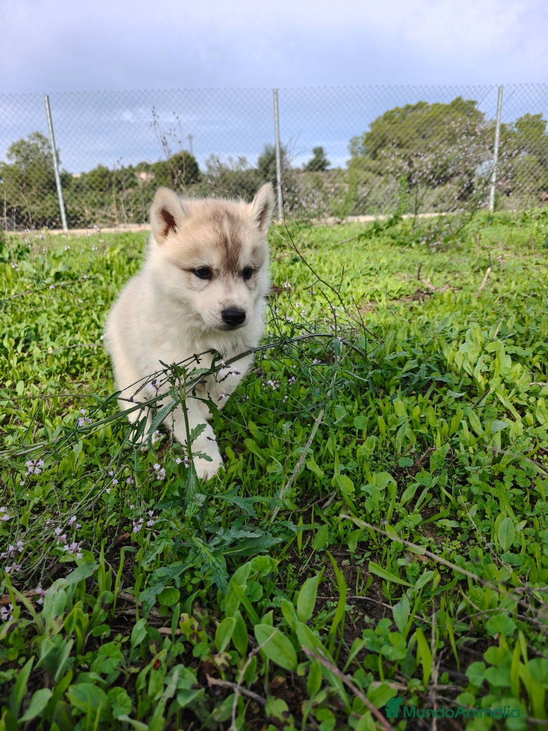 Husky Siberiano perros en venta: Husky SIBERIANO de calidad  - Imagen 13