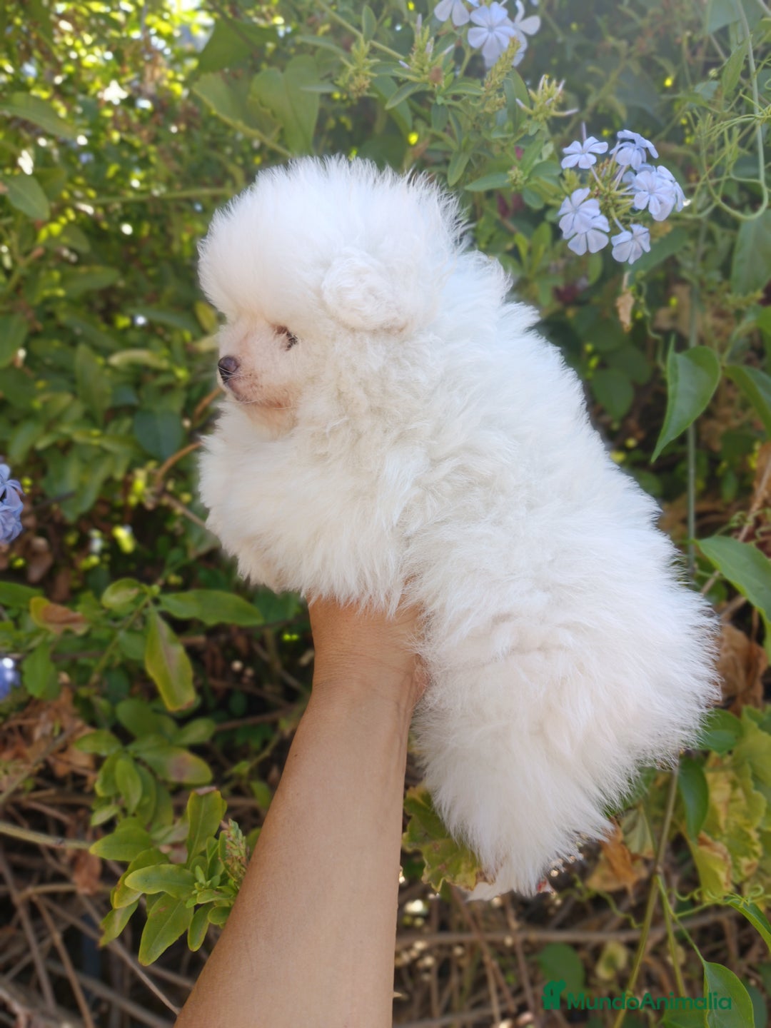 Pomerania perros en venta: Pomerania de Lulú - Imagen 3