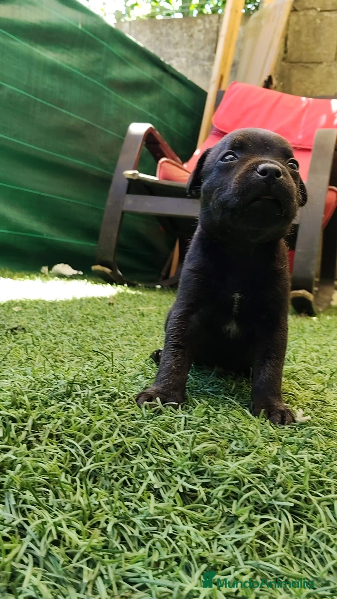 Staffordshire Bull Terrier perros en venta: Staffordshire bull terrier cachorros - Anuncio 10