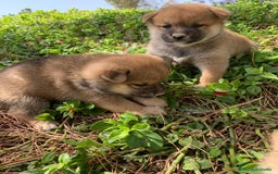 Shiba Inu perros en venta: SHIBA INU - Imagen 9