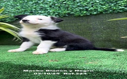 Border Collie perros en venta: BORDER COLLIE - Anuncio 19