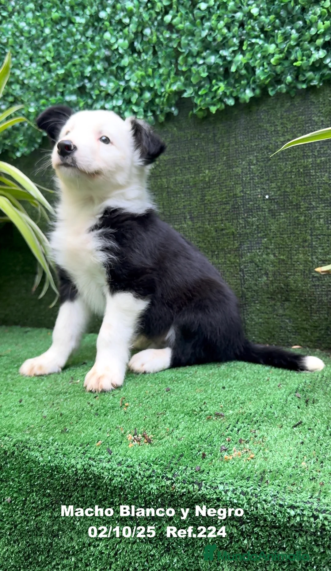 Border Collie perros en venta: BORDER COLLIE - Anuncio 19