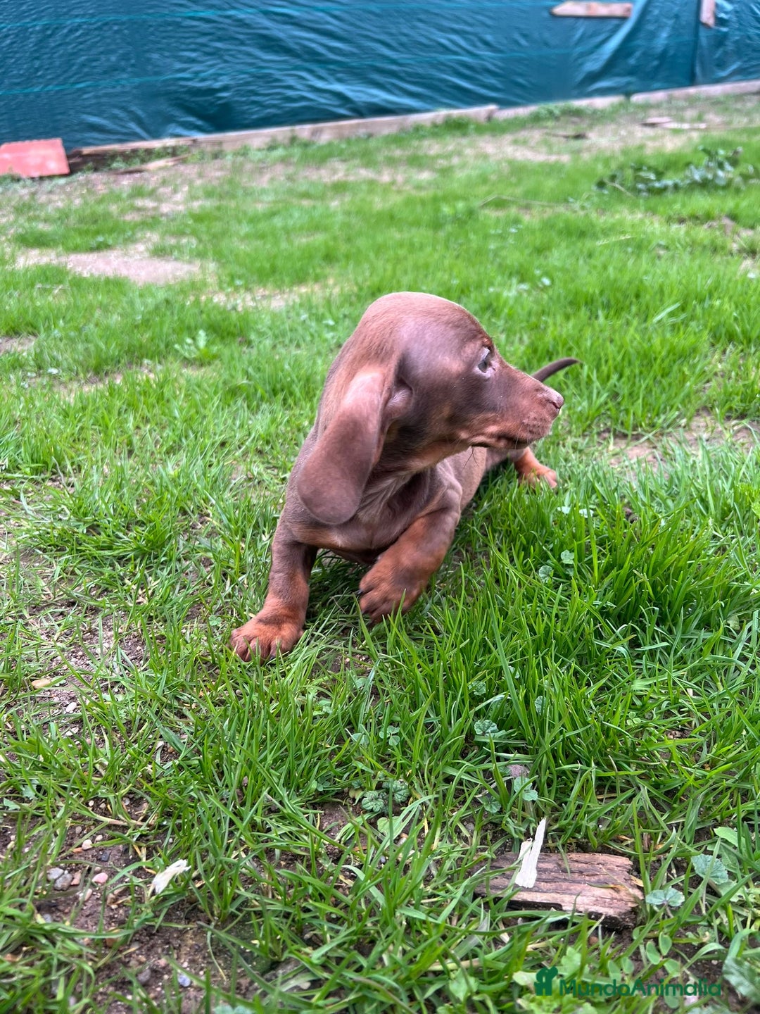 Teckel Miniatura perros en venta: Teckel canichen  - Anuncio 3