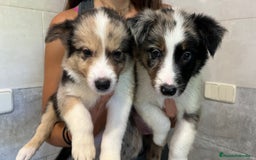 Border Collie perros en venta: Camada de Border collie  - Imagen 3