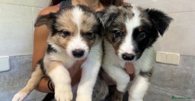 Border Collie perros - Anuncio 3