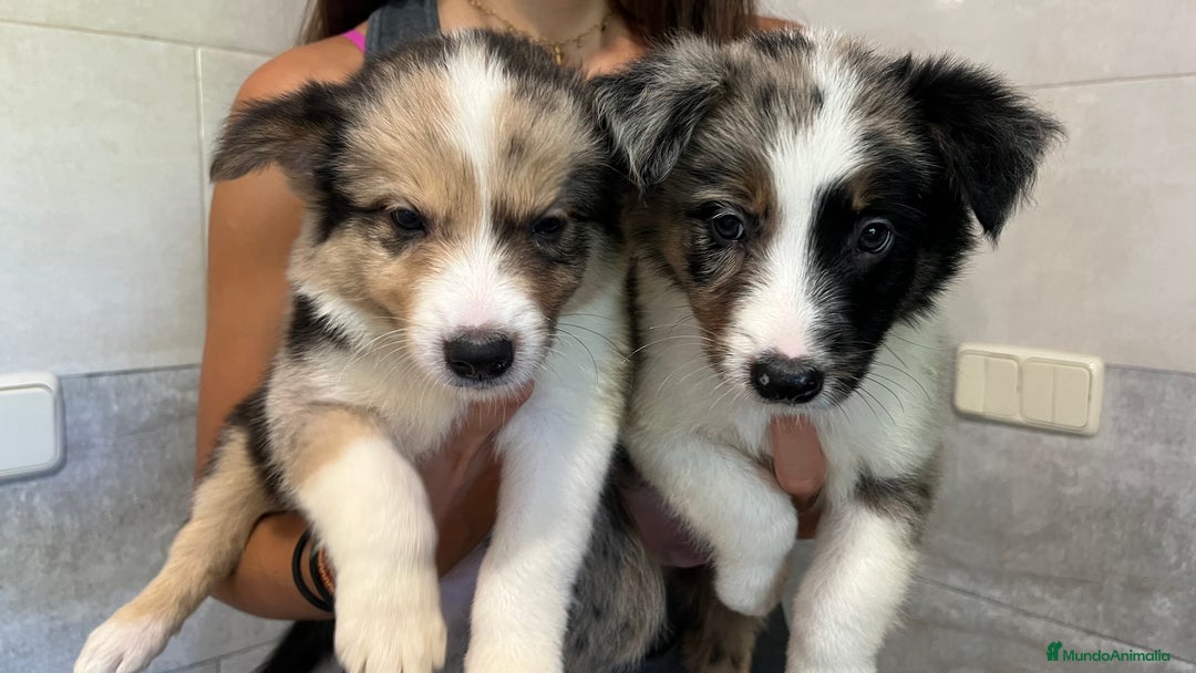 Border Collie perros en venta: Camada de Border collie  - Imagen 3
