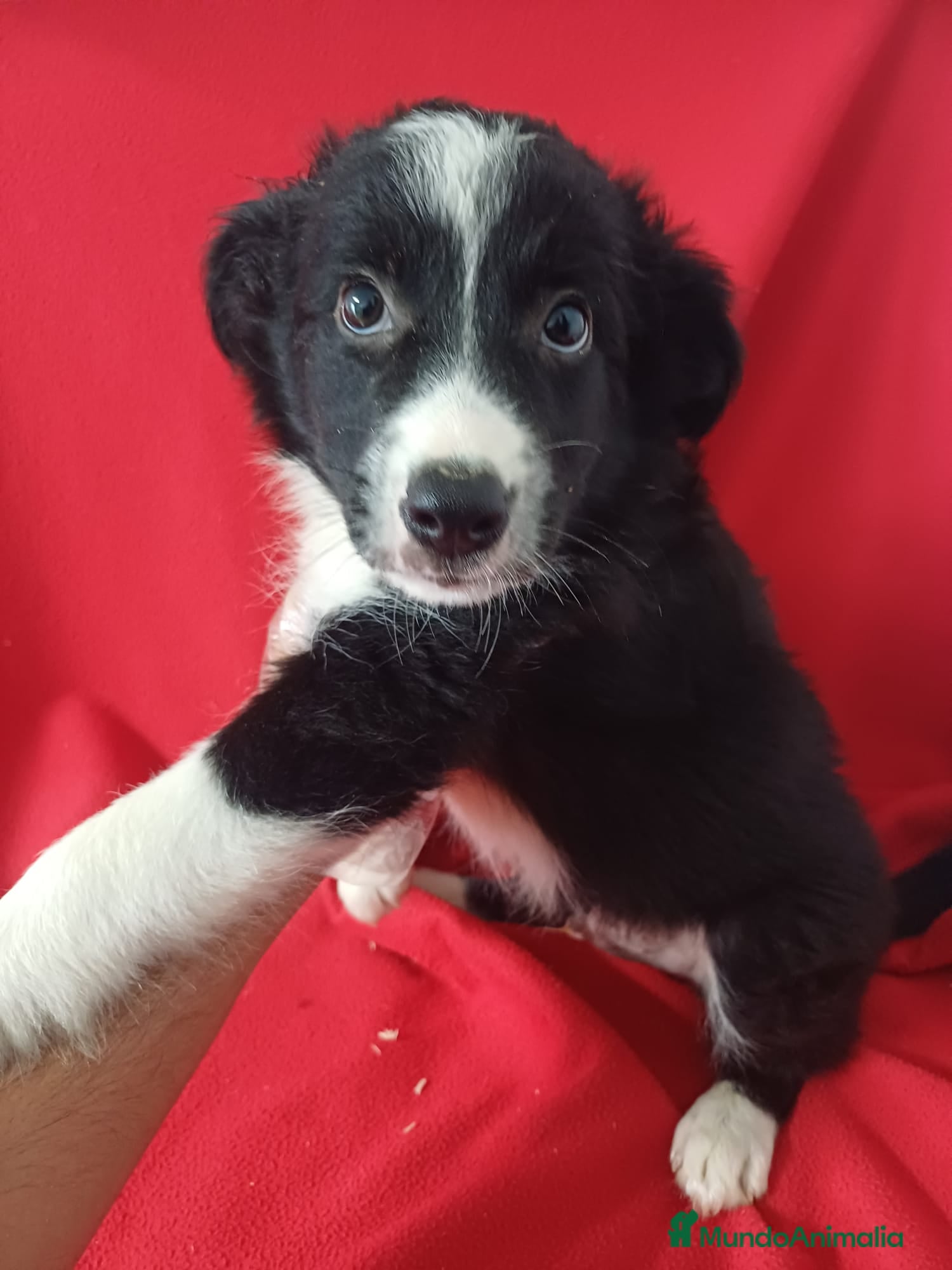 Border Collie perros Border Collie Blanco y Negro  - Anuncio 1