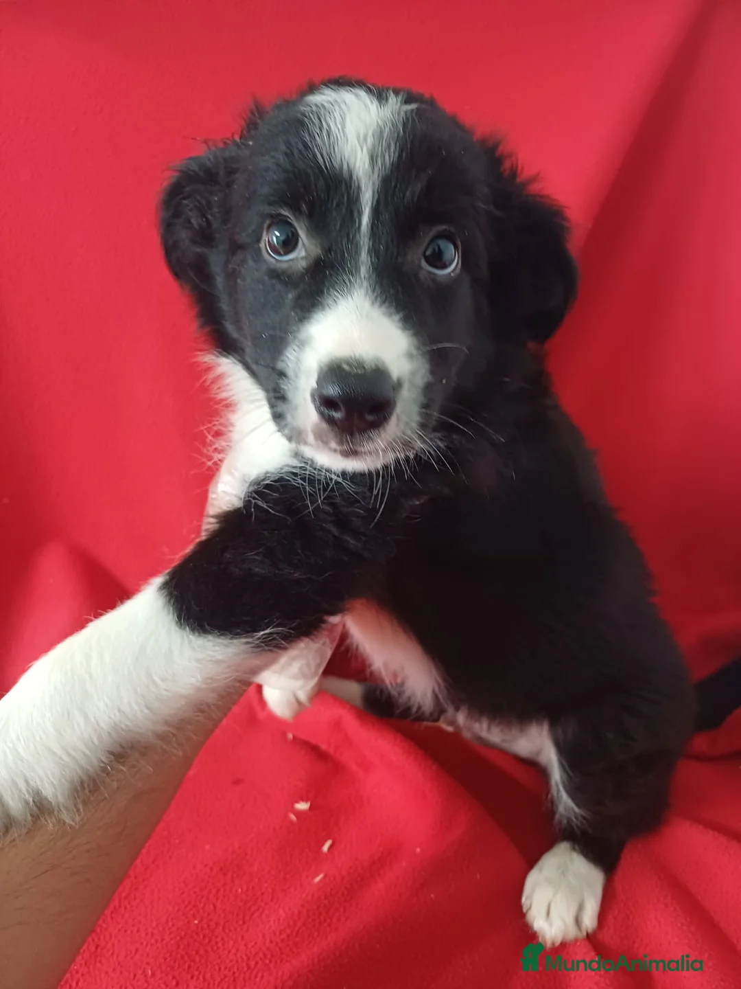 Border Collie perros en venta: Border Collie Blanco y Negro  - Anuncio 1