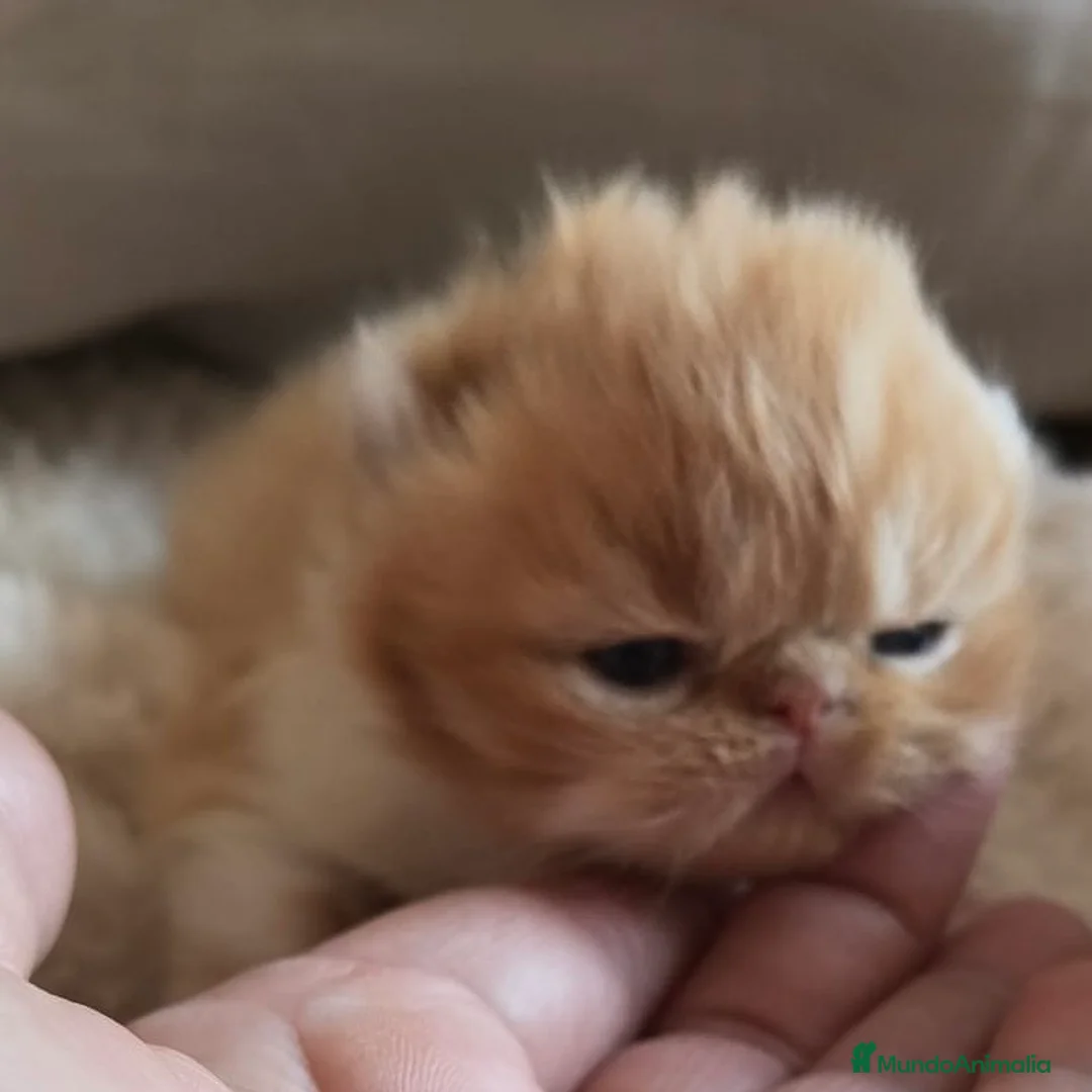 Persa gatos en venta: Persa Doll Face  - Anuncio 1