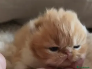 Persa gatos Persa Doll Face - Anuncio 2