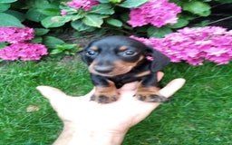 Teckel perros en venta: Teckel arlequín y negro fuego  - Imagen 5