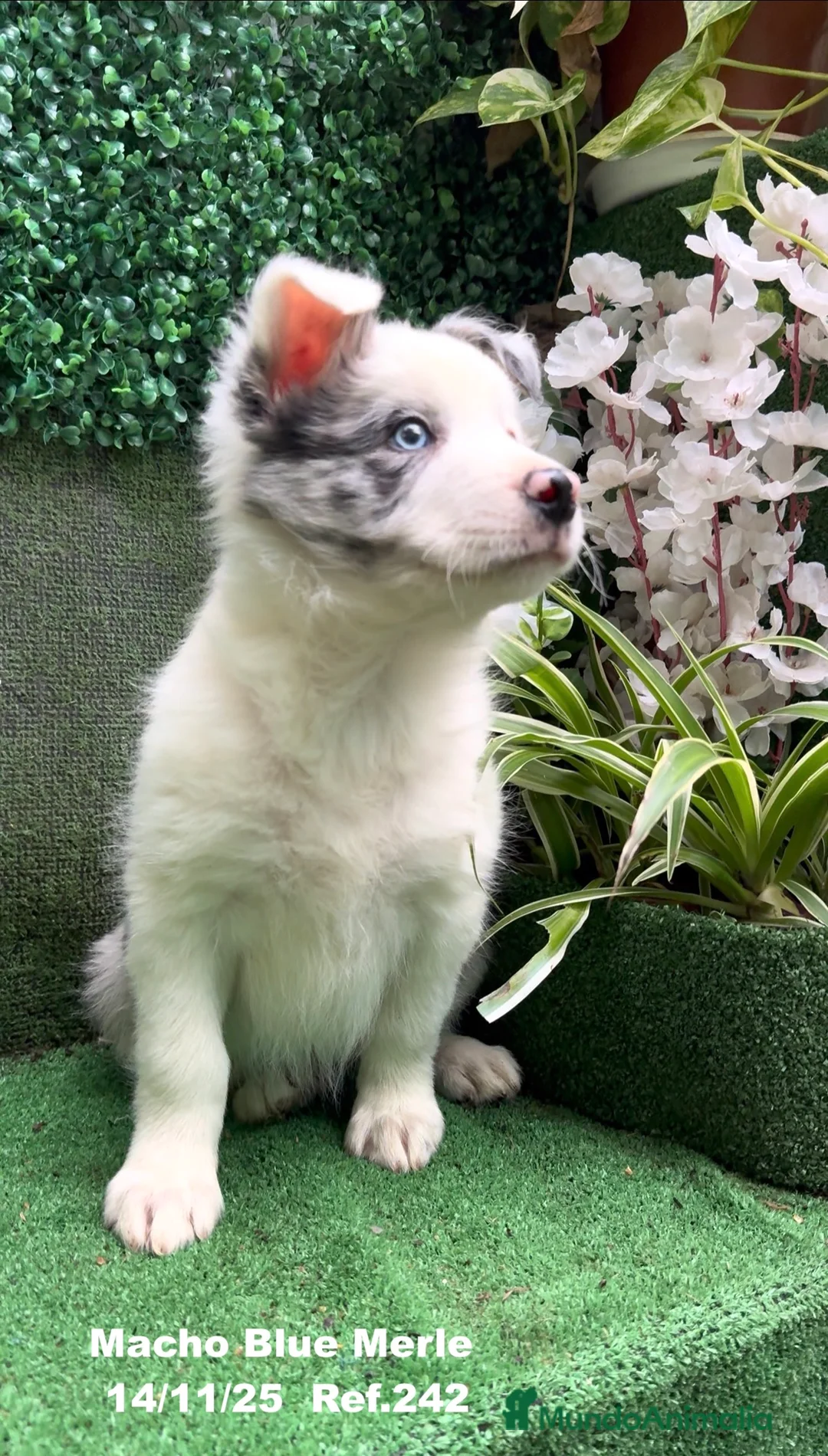 Border Collie perros en venta: Border Collie De Villa Biznaga - Anuncio 9