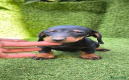 Teckel Miniatura perros en venta: teckel canichen  negro fuego  - Imagen 19