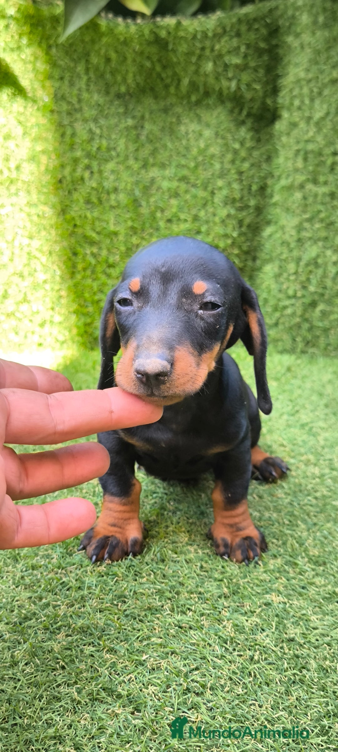 Teckel Miniatura perros en venta: teckel canichen  negro fuego  - Imagen 19