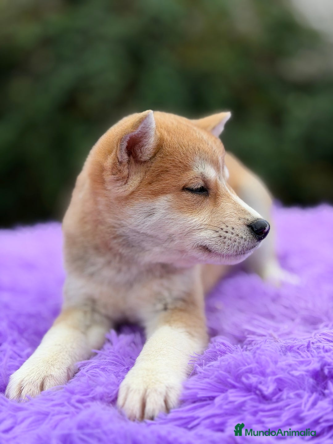 Shiba Inu perros en venta: Shiba Inu naranja  - Anuncio 3