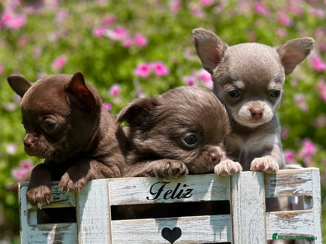 Chihuahua perros en venta: PRECIOSOS CHIHUAHUAS RUSOS CABEZA DE MANZANA - Imagen 3