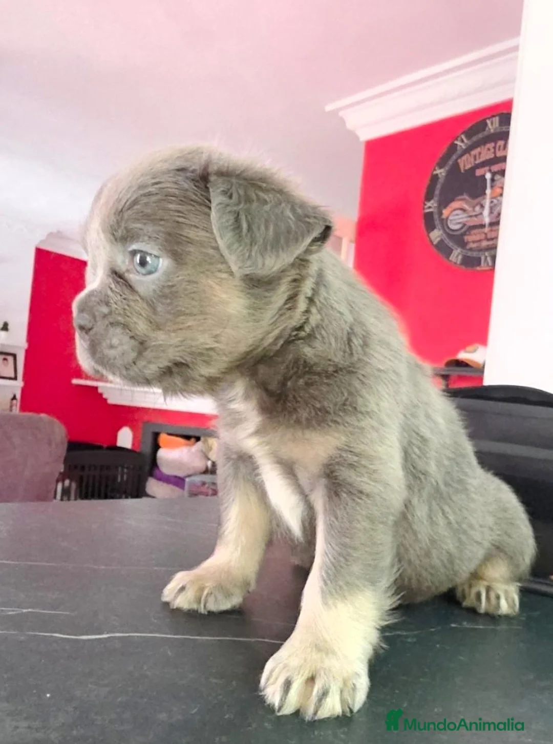 Bulldog Francés perros en venta: Big rope y fluffys bulldog francés  - Anuncio 8