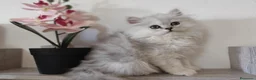 Persa gatos en venta: Persas chinchilla  - Anuncio 8