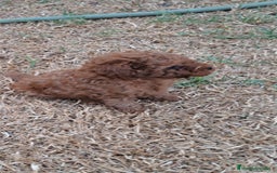 Caniche Enano perros en venta: Cachorros de caniche enanos - Imagen 3