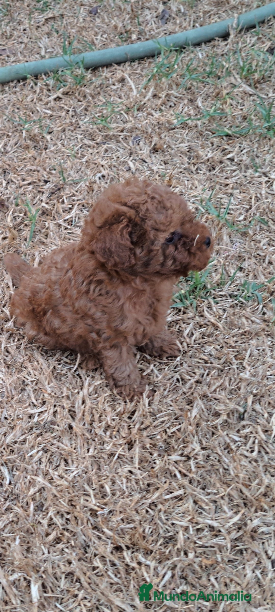 Caniche Enano perros en venta: Cachorros de caniche enanos - Imagen 3