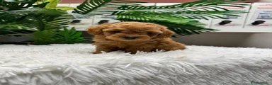 Caniche Toy 3
