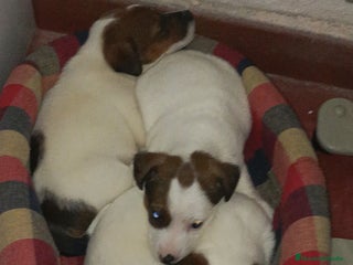 Jack Russell Terrier perros Jack Russell Navalcarnero - Anuncio 1