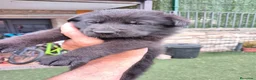 Pastor Alemán perros en venta: pastor alemán negro sólido  - Anuncio 6