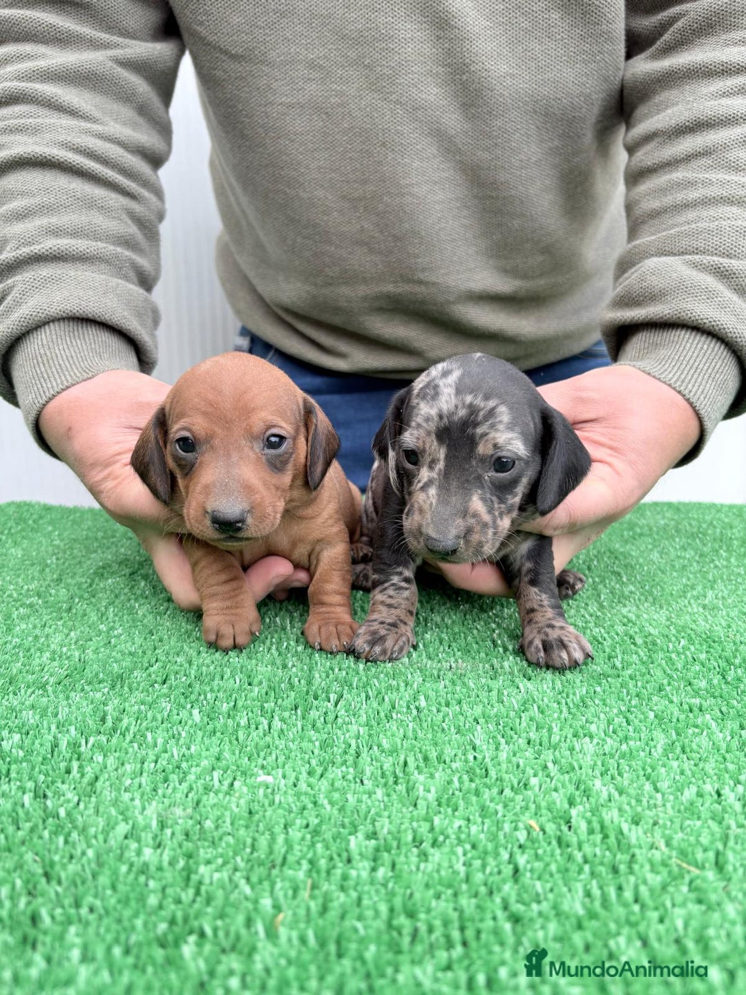 Teckel perros en venta: Teckel kanichen  - Anuncio 1