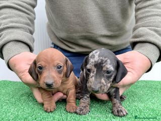 Teckel perros Teckel kanichen - Anuncio 31