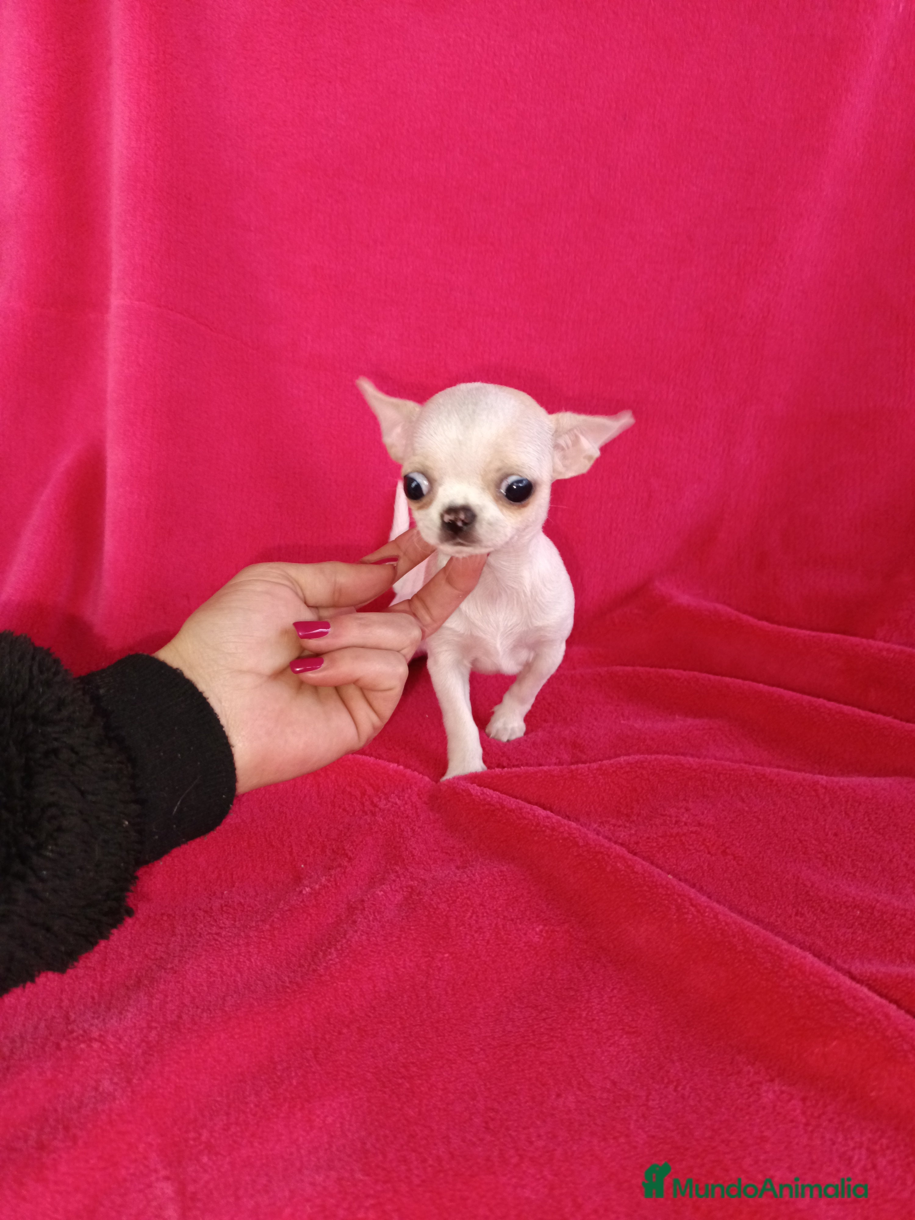 Chihuahua perros Chihuahua toy en Badajoz - Anuncio 10