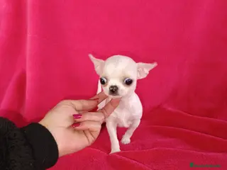 Chihuahua perros Chihuahua toy en Badajoz - Anuncio 12