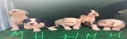 Dogo Argentino perros en venta: Dogo argentino - Anuncio 3