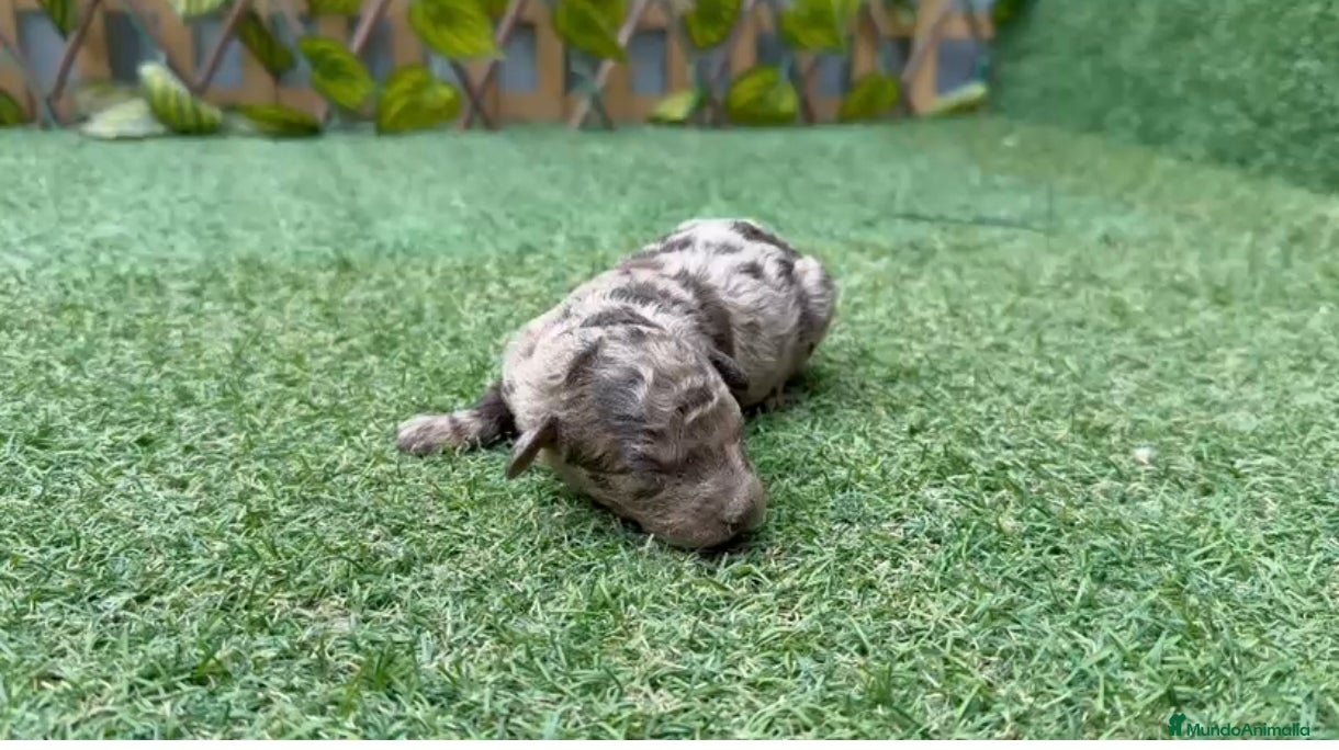 Caniche Toy perros Venta de caniche toy y minitóy. - Anuncio 2