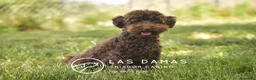 Caniche Toy perros en venta: Hembra caniche toy color chocolate para entregar - Anuncio 2