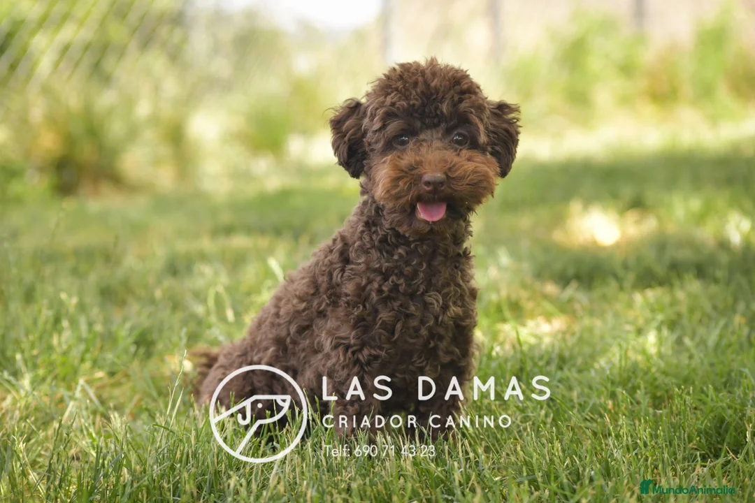 Caniche Toy perros en venta: Hembra caniche toy color chocolate para entregar - Anuncio 2