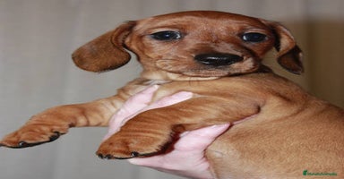 Teckel Miniatura perros - Anuncio 14