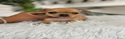 Chihuahua perros en venta: CHIHUAHUA HEMBRA - Anuncio 10