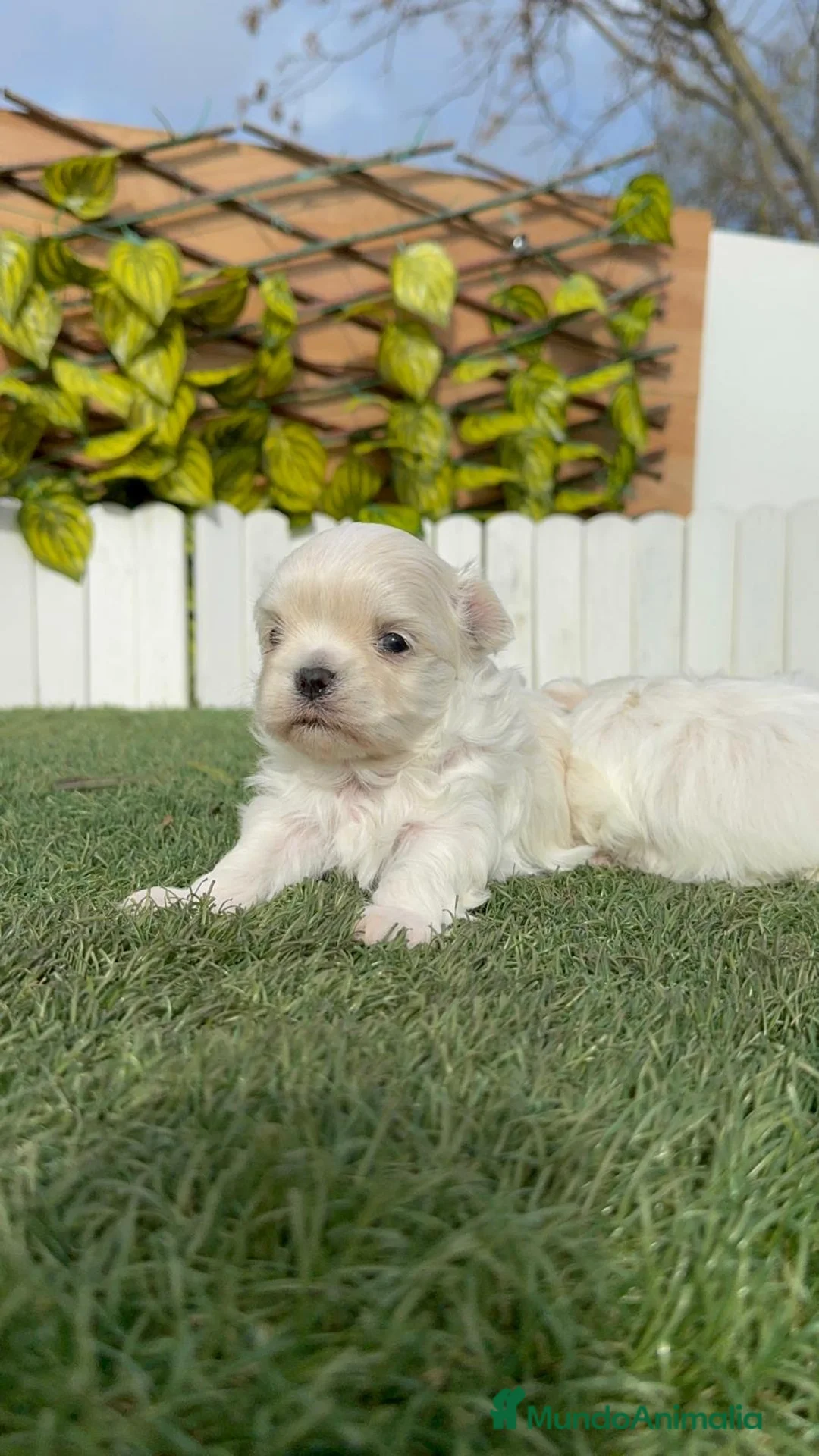 Bichón Maltés perros en venta: BICHÓN MALTÉS COREANO - Anuncio 3